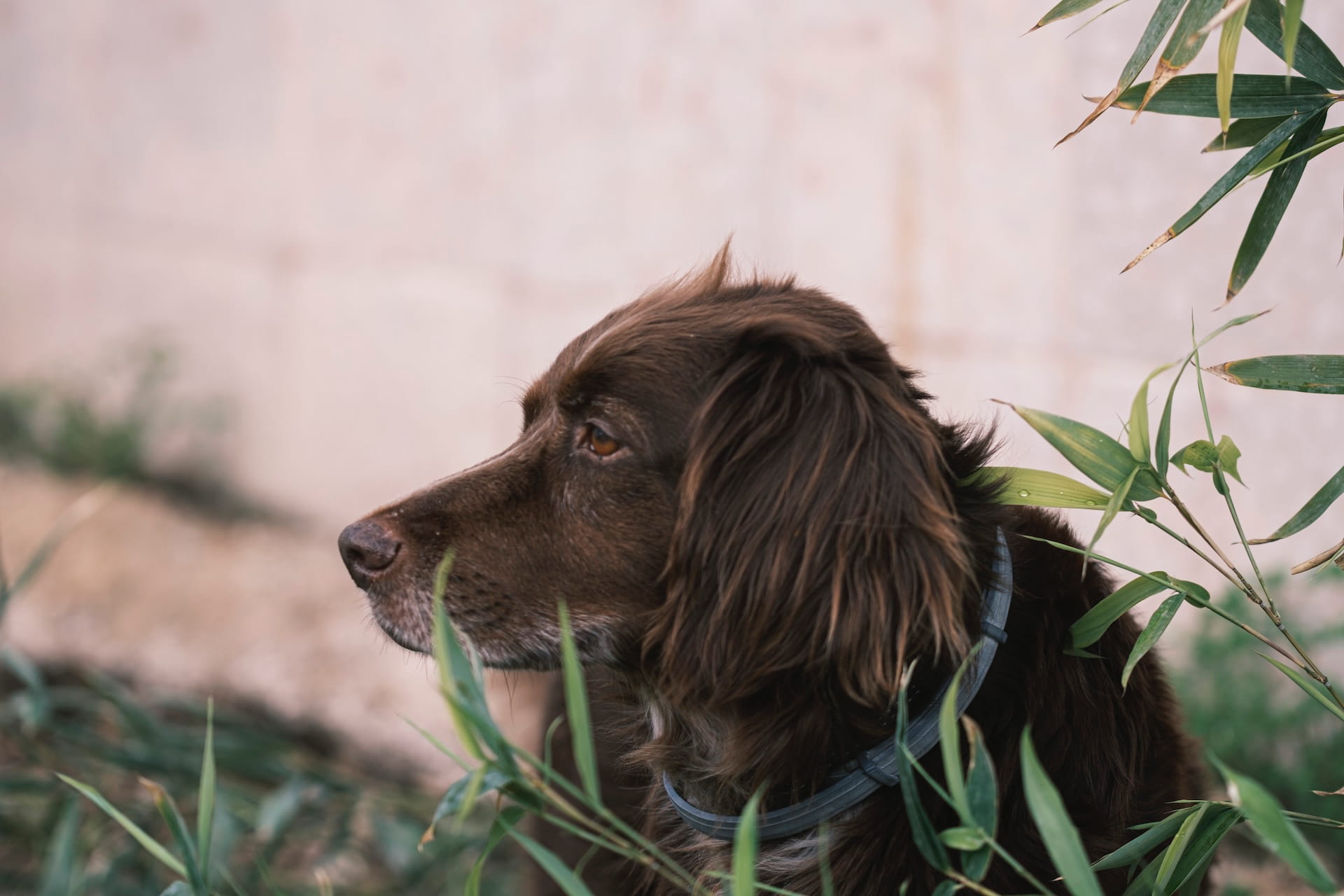 Gefahrenquelle Garten: Diese 5 Giftpflanzen sollte jeder Hundebesitzer kennen